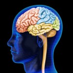 brain